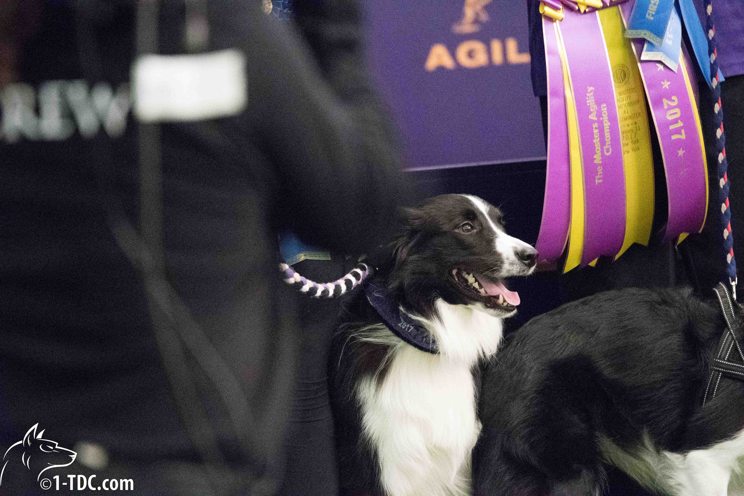 Masters Agility Championship at Westminster worksSOwell