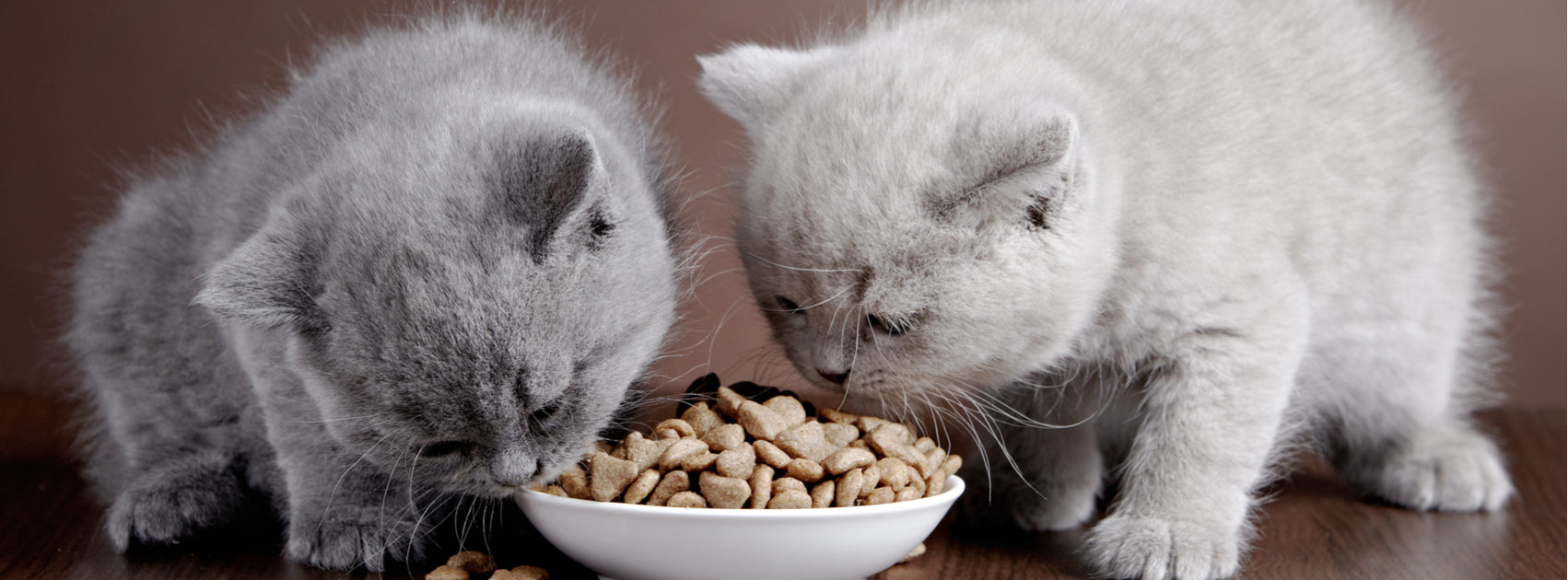 Dental diet cheap for cats