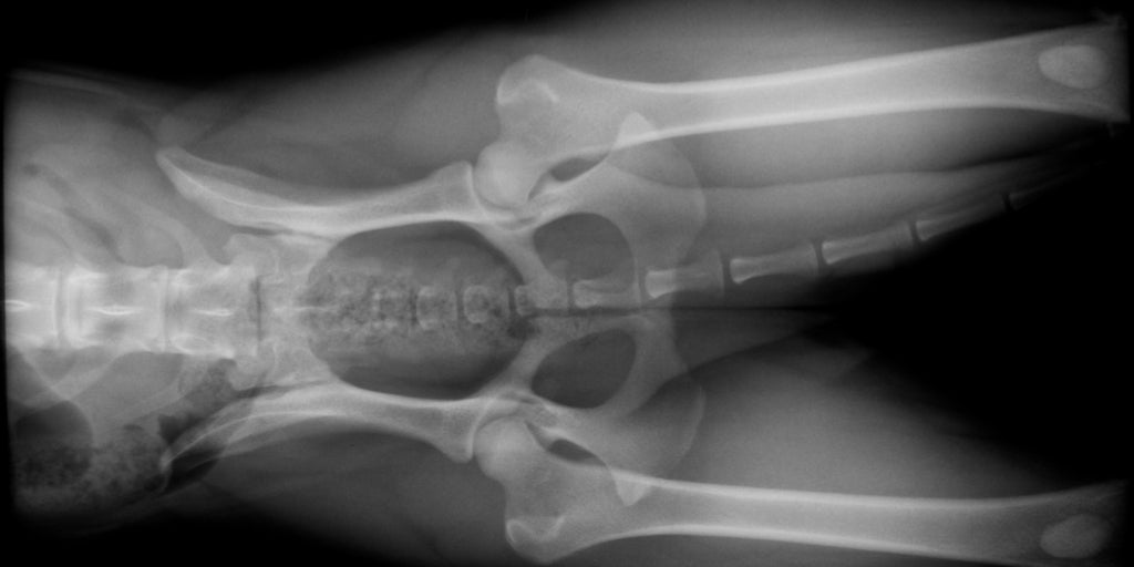 Pennhip xray