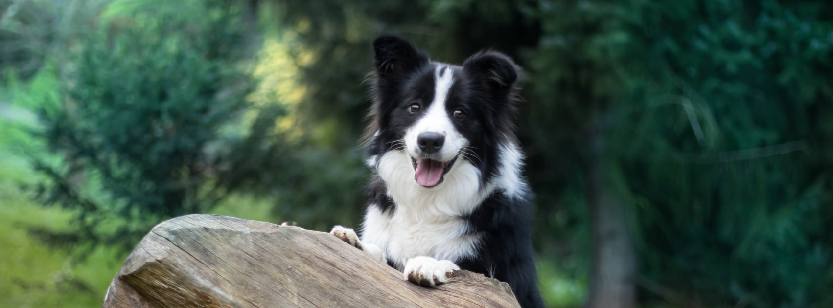 Border collie store limping back leg